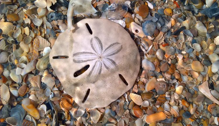 Sand Dollar Island