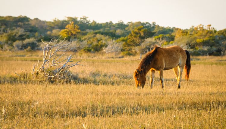 Shackleford Banks