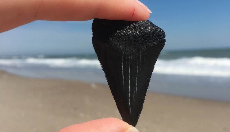 Shark Tooth Island