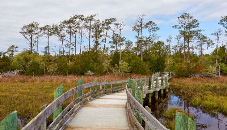 Venture off-road for scenic shots at Croatan National Forest