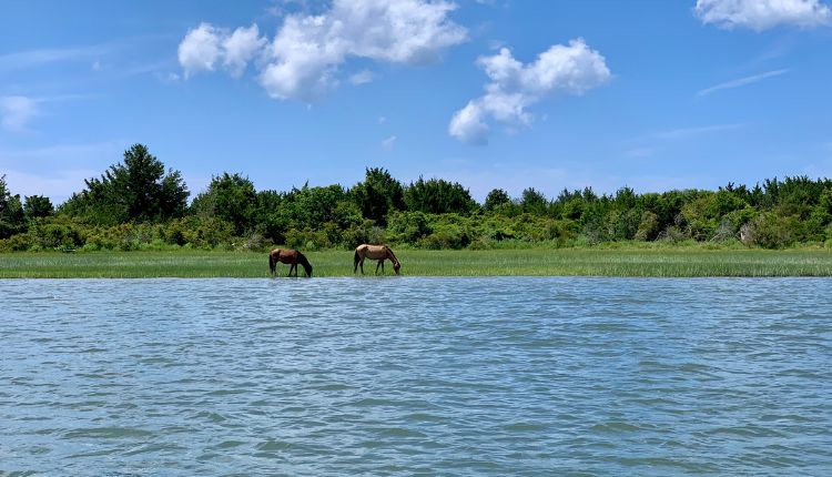 Get stunning photos at Rachel Carson Reserve