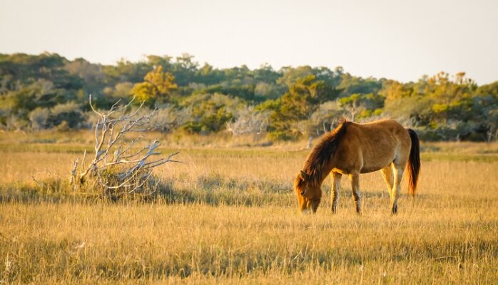 Wild horses on Shackleford Banks Wild horses on Shackleford Banks