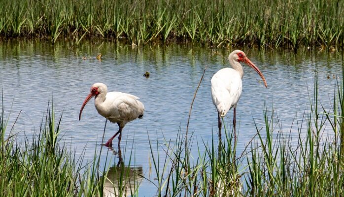 White ibis on Carrot Island White ibis on Carrot Island