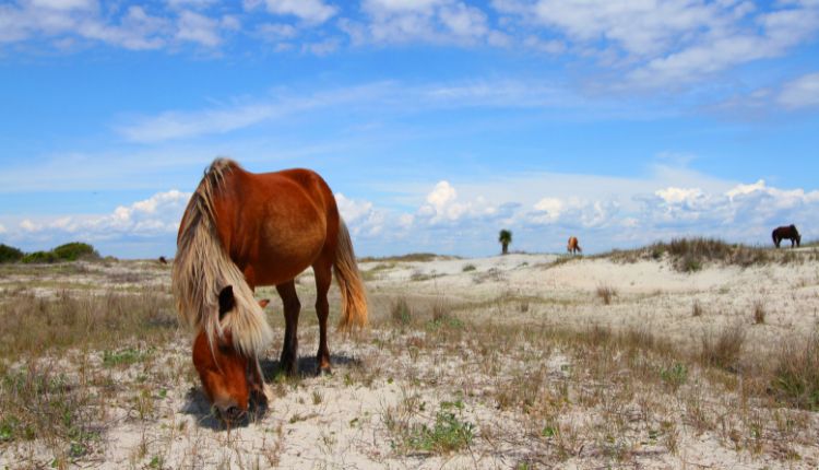 Snap a photo of the infamous wild horses