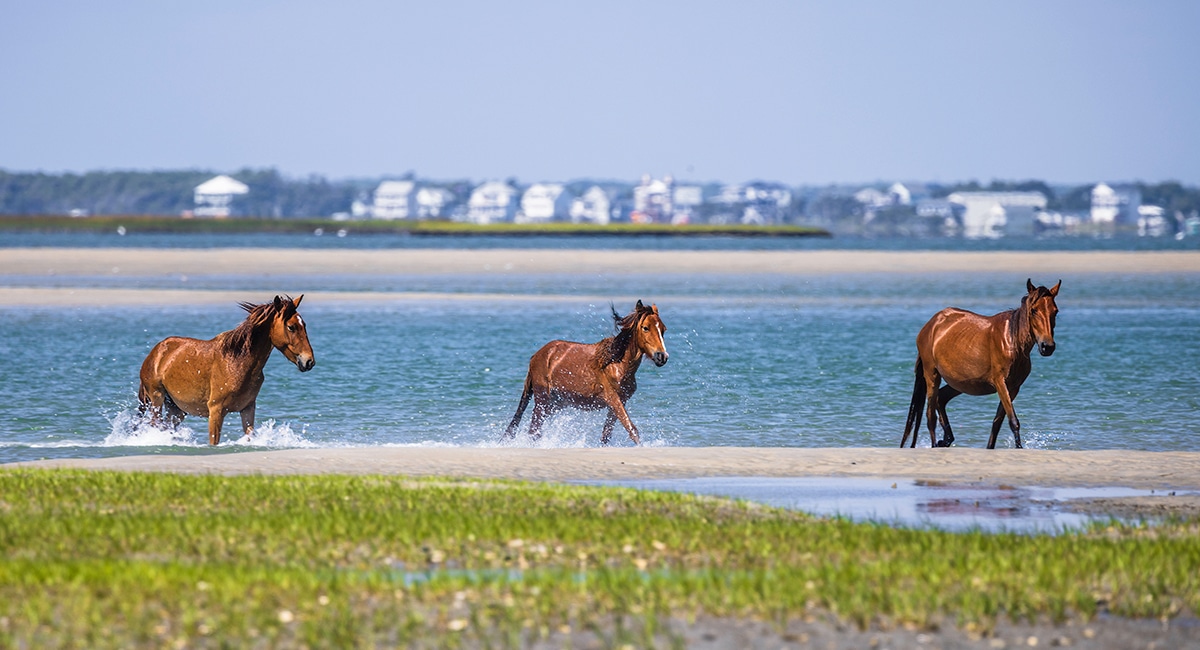 Day 3: A Day at Cape Lookout