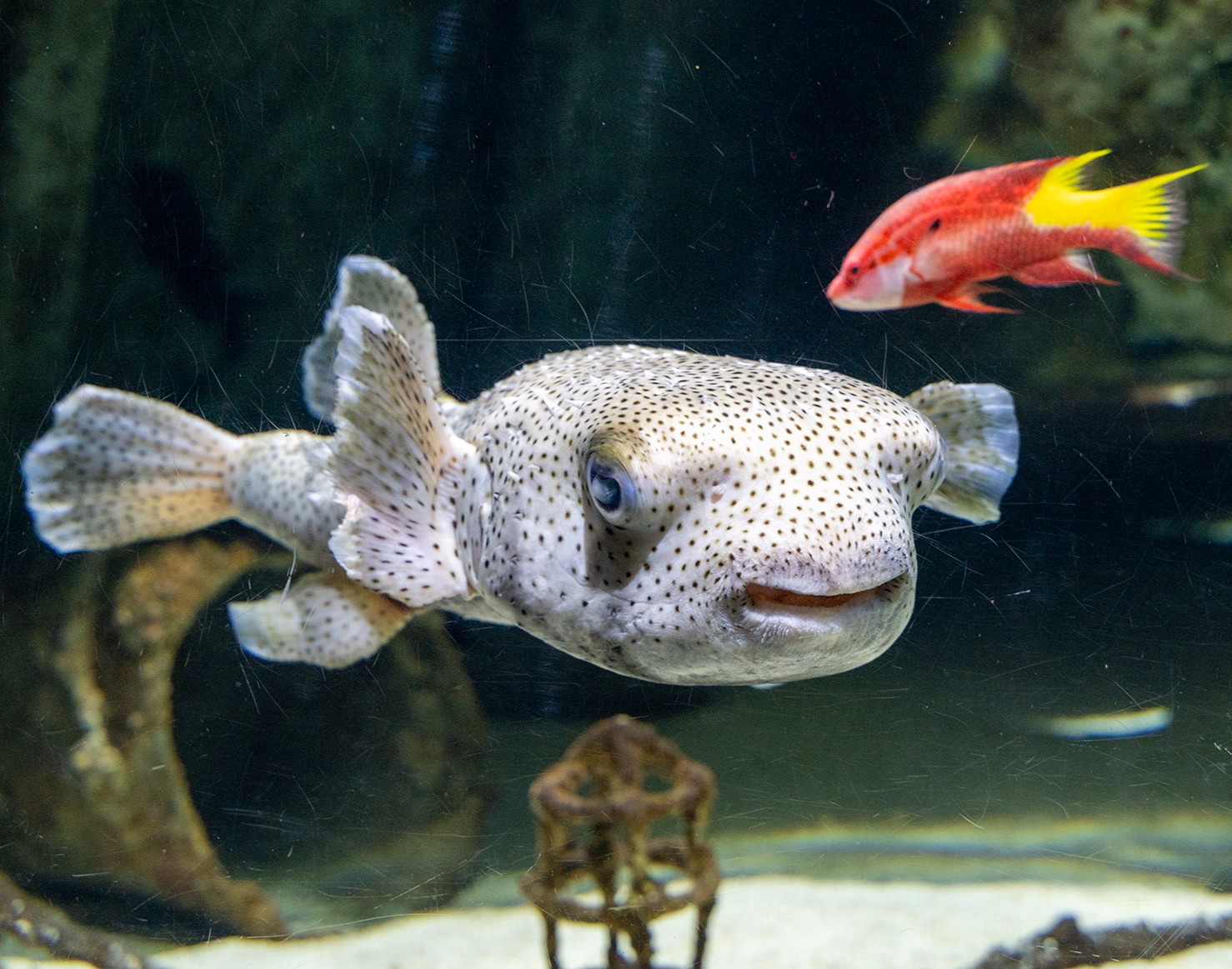North Carolina Aquarium