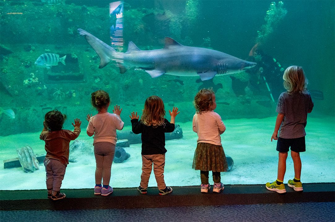 Meet Marvelous Marine Creatures at the North Carolina Aquarium