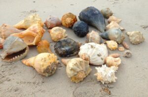 Go Shelling on Shackleford Banks, NC