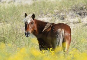 Wild Horse Tours on Shackleford Banks, NC