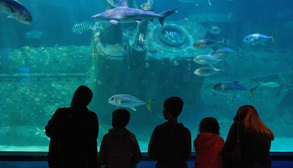 Take the kids to the aquarium