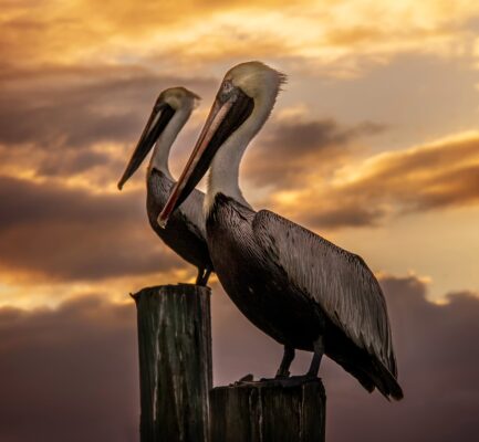 Photo by Sterling Lanier