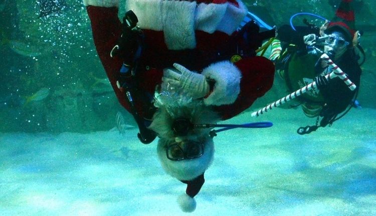 Santa swimming