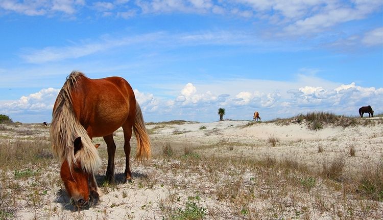 Crystal Coast Wild Spanish mustangs