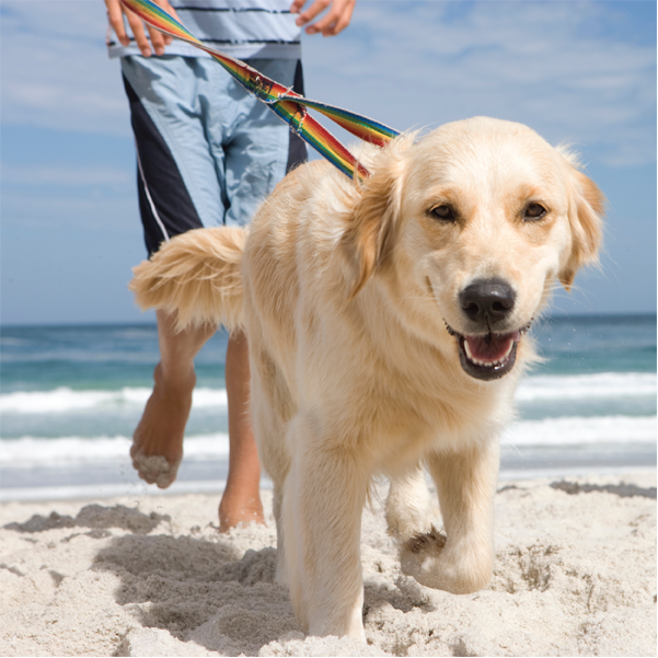Pet-friendly Vacation Rentals in Emerald Isle, NC