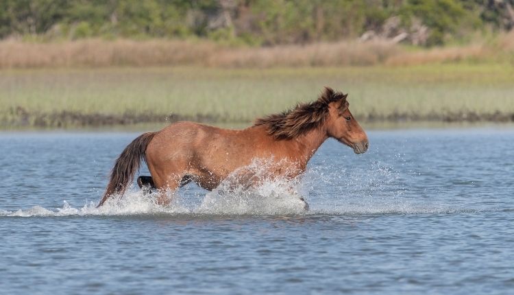 Rachel Carson Reserve Tour Horse Wildlife