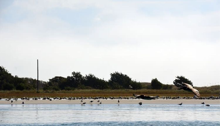 Rachel Carson Reserve