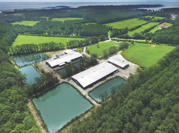 Marshallberg Caviar Farm