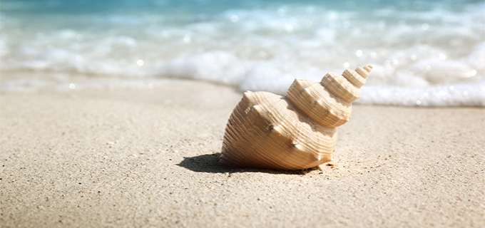 sea shell on beach