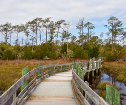 Weetock Trail at Croatan National Forest – Maysville