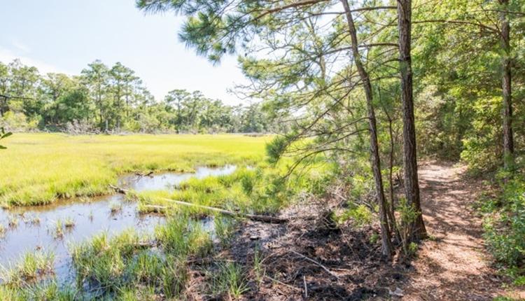 Theodore Roosevelt Nature Trail – Pine Knoll Shore