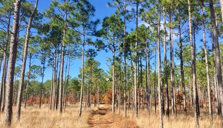 Weetock Trail at Croatan National Forest – Maysville