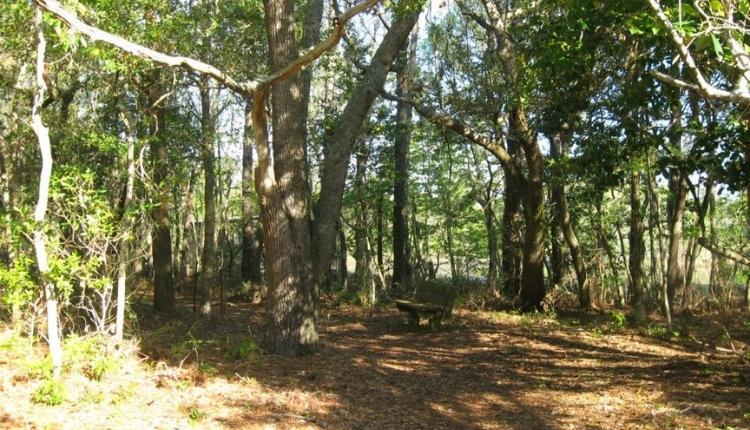 Willow Pond Trail – Core Sound Waterfowl Museum in Harkers Island