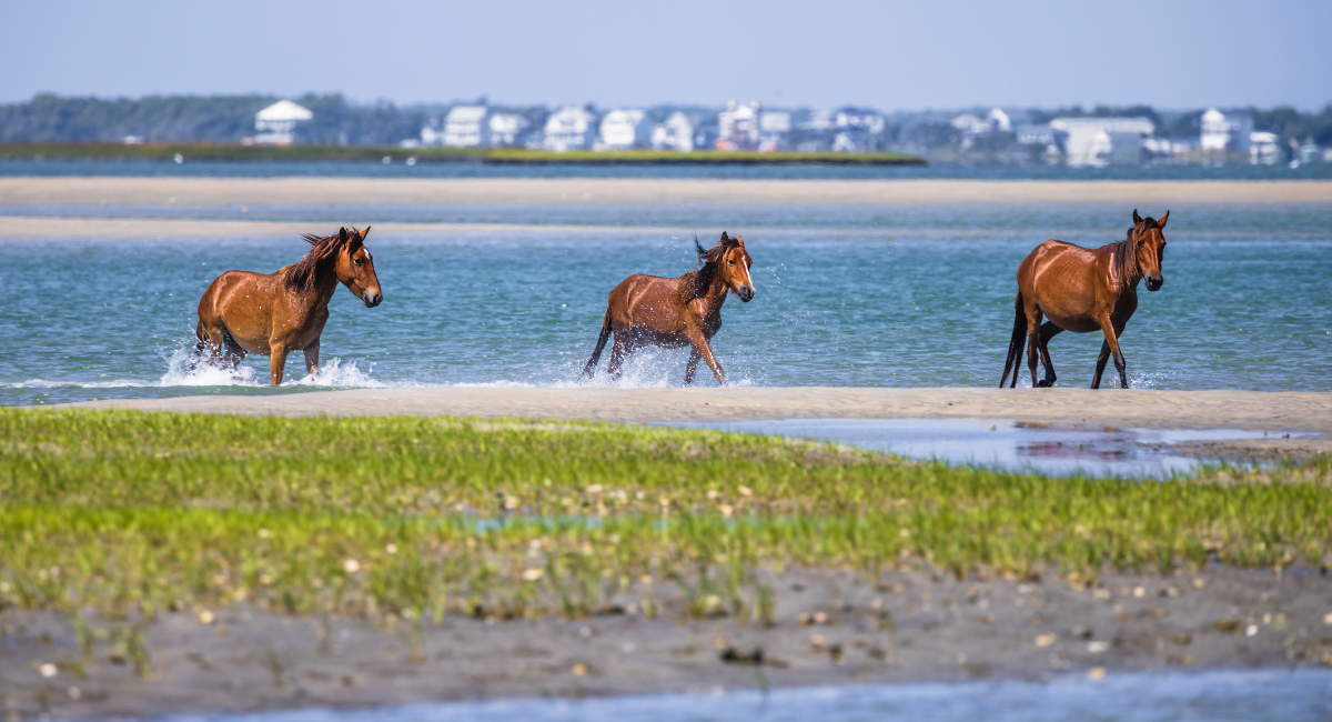 image of wild horses on the crystal coast