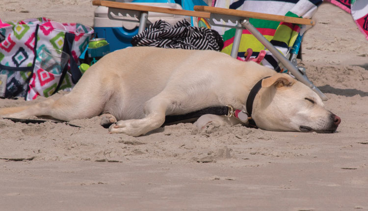 Bring your family pet on your 2023 vacation with Emerald Isle Realty.