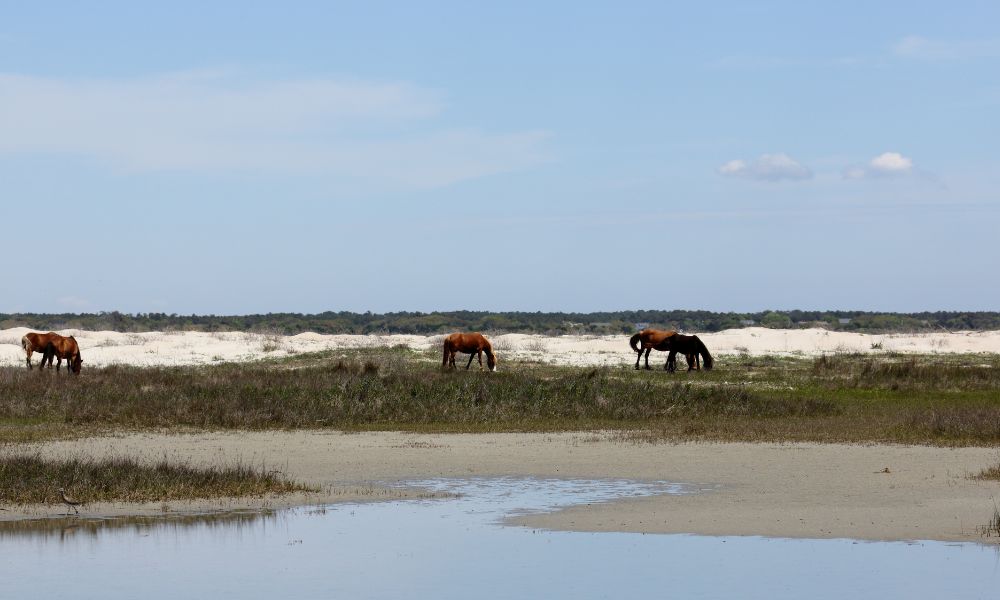 See the wild horses of Shackleford Banks