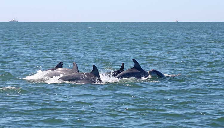 Watch dolphins playing in the water on an ecotour