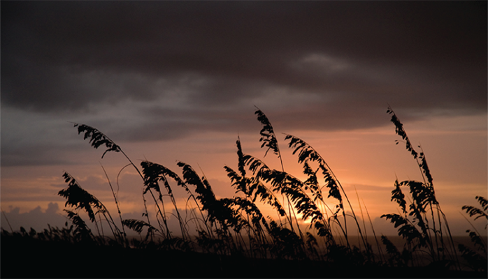 Sea oats at sunset in Emerald Isle.