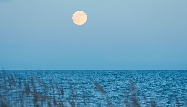 Stroll Along the Beach in the Moonlight