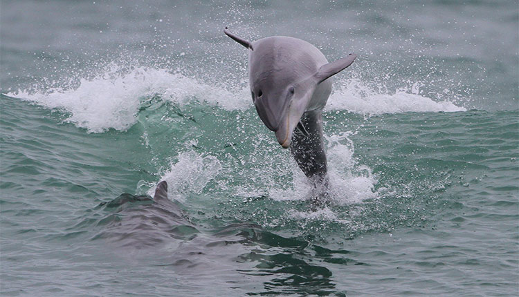 see dolphins playing in the water