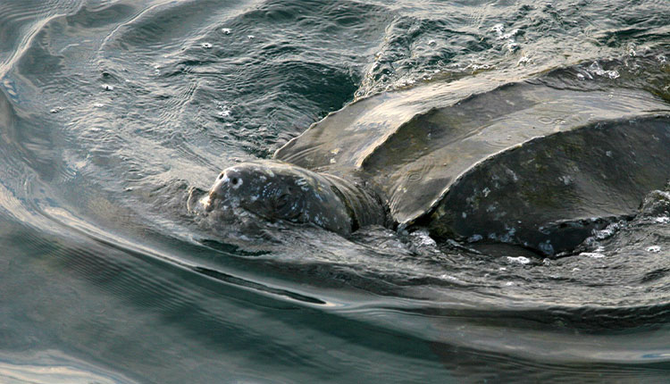 Emerald Isle, NC is a sea turtle sanctuary