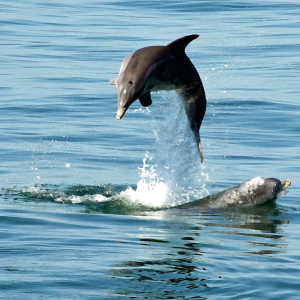 Dolphin watching in Emerald Isle