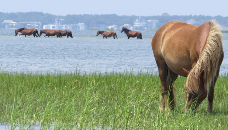 Explore the natural treasures of the coast with Crystal Coast Ecotours