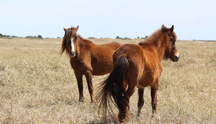 See the wild horses at Shackleford Banks