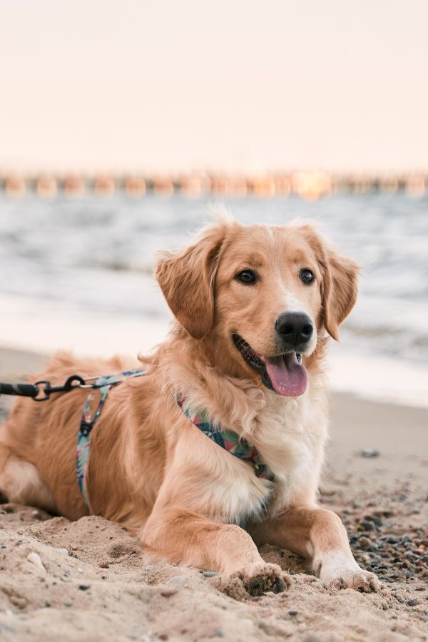 Pet friendly rentals in Emerald Isle