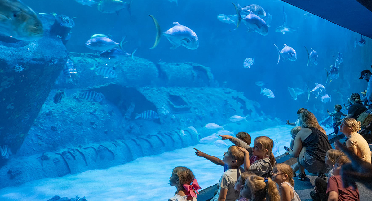 Get Up Close With Marine Life at the Aquarium
