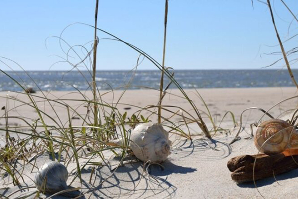 Best Shelling Beaches Along North Carolina’s Outer Banks