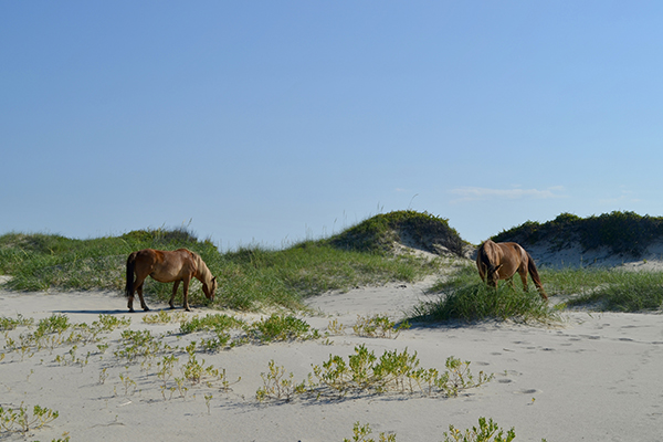 Wild horses grazing on NC's Southern Outer Banks