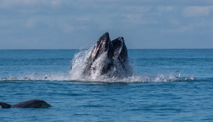 Whale Watching in Emerald Isle, NC