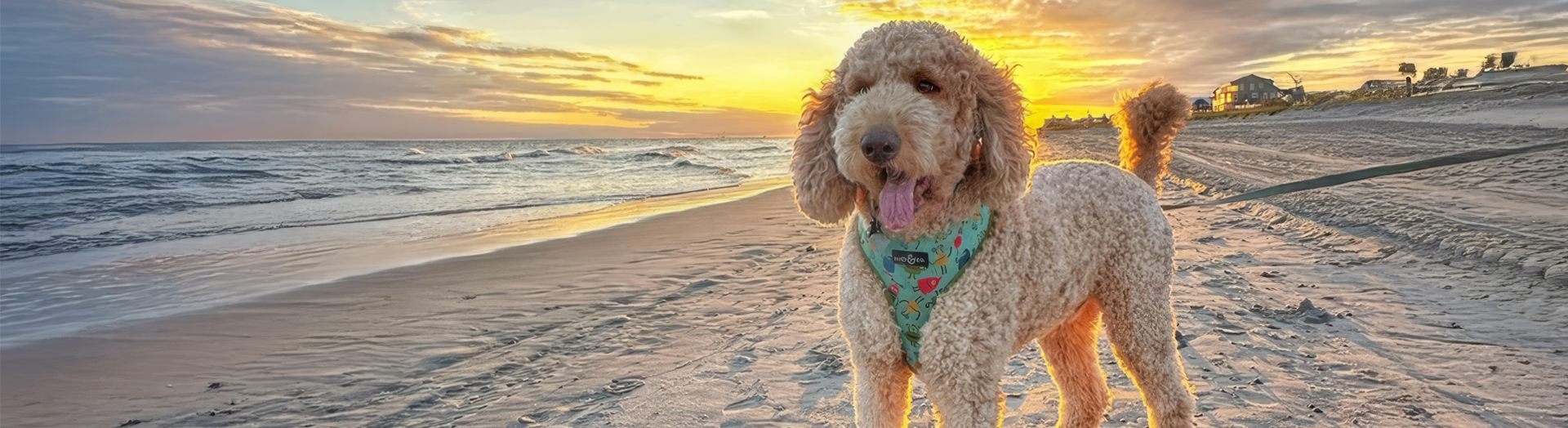 Pet Friendly Vacation Rentals in Emerald Isle, North Carolina