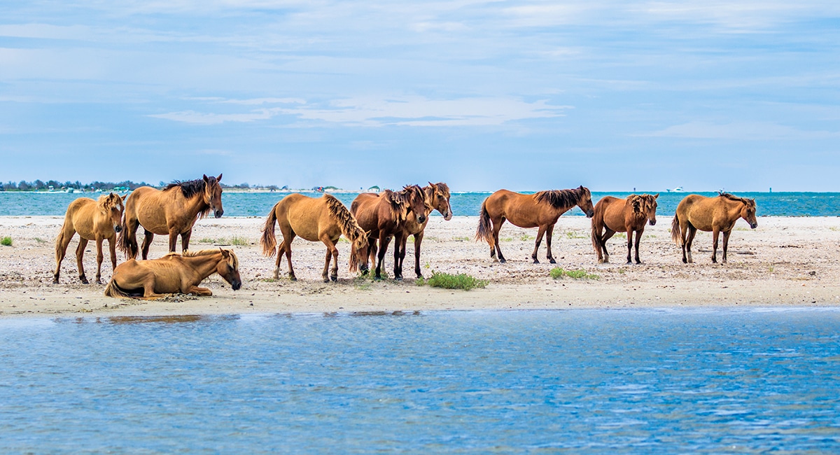 Wildlife at the Rachel Carson Reserve and Carrot Island