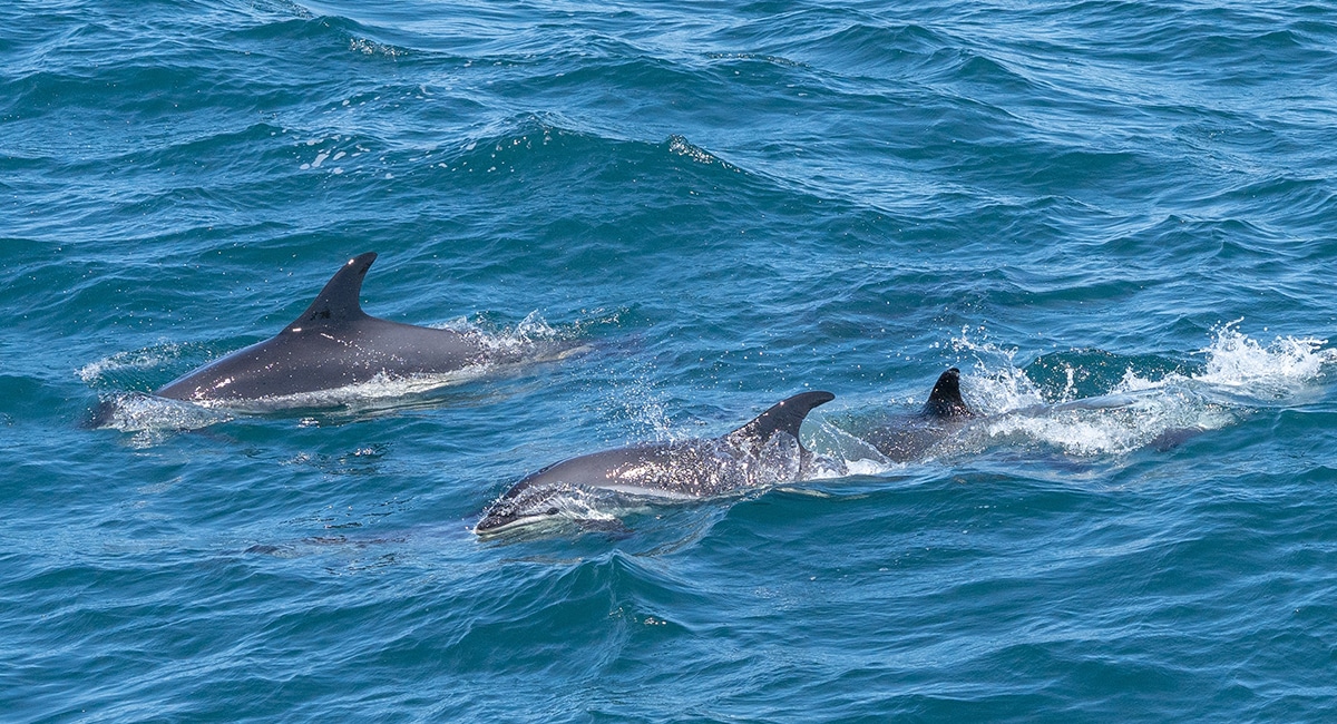 The First Dolphin Sighting in Emerald Isle