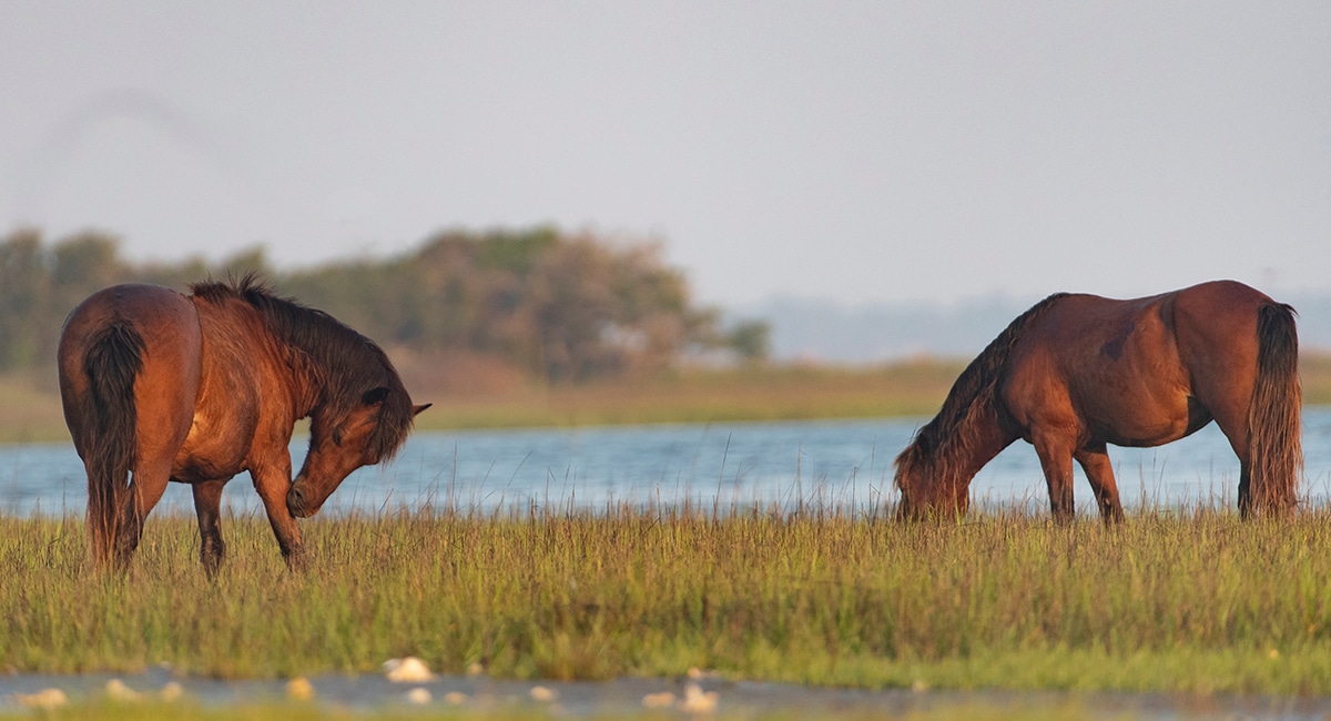 Wild Horses at Rachel Carson Reserve