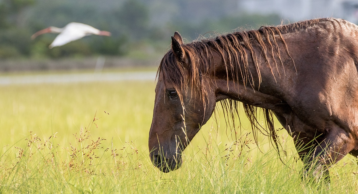 Wild Horse of Carrot Island near Emerald Isle NC