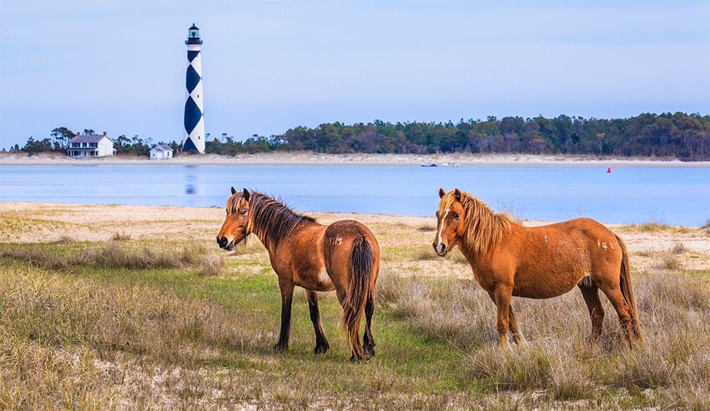 emerald isle attractions - wild horses at cape lookout
