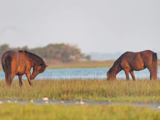 Wild Horses at Rachel Carson Reserve from Emerald Isle, NC