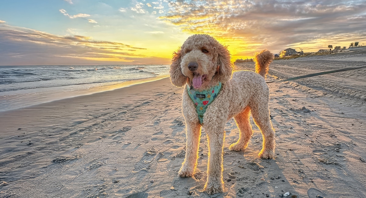 dog at an emerald isle nc beach